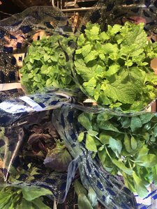 Kitchen herbs Mix