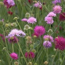 Knautia mac. 'Melton Pastels'