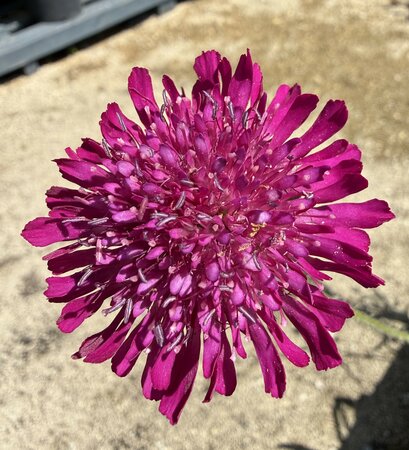 Knautia mac. 'Melton Pastels'