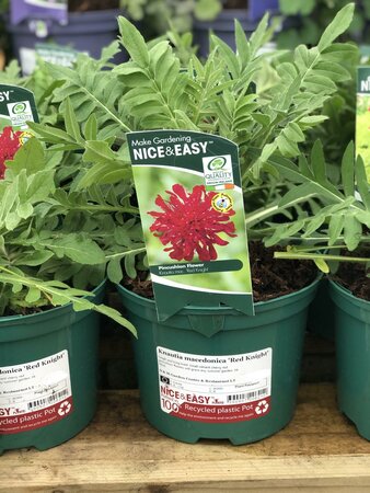 Knautia macedonica 'Red Knight'