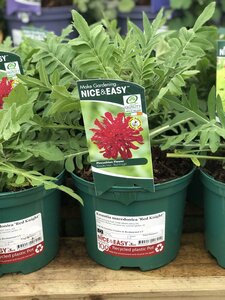 Knautia macedonica 'Red Knight'