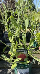 Knautia macedonica 'Red Knight'