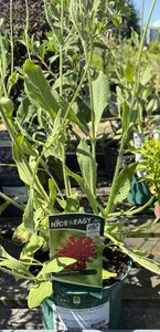 Knautia 'Thunder & Lightning' ®