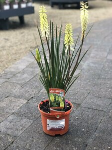 Kniphofia Bee's Lemon