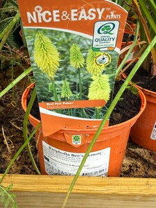 Kniphofia Bee's Lemon
