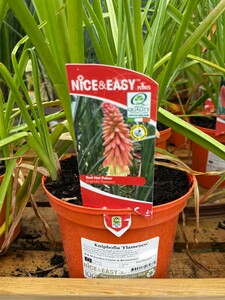 Kniphofia 'Flamenco'