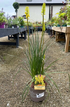 KNIPHOFIA LEMON POPSICLE