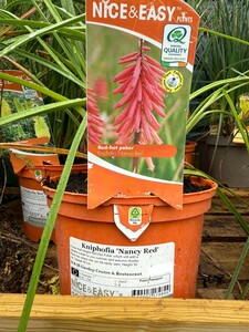 Kniphofia 'Nancy Red'