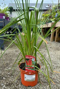 Kniphofia Nobilis
