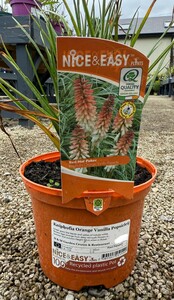 Kniphofia Orange Vanilla Popsicle®