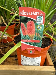 Kniphofia 'Royal Castle'