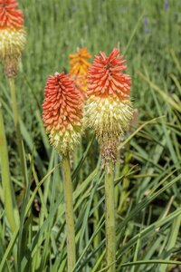 Kniphofia ''Royal Castle''
