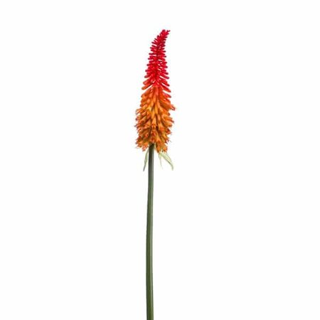 Kniphofia spray orange 85cm