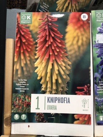 KNIPHOFIA UVARIA