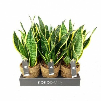 Kokedama Sansevieria mixed