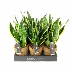 Kokedama Sansevieria mixed