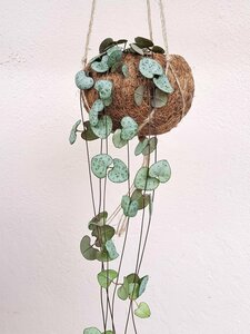 Kokodama Ceropegia woodii