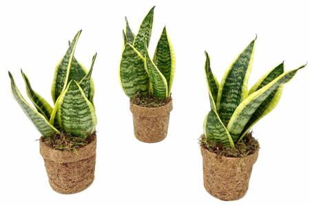 Kokodama® Sansevieria 'Yellow Stripe'