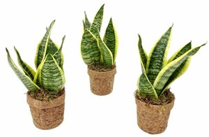 Kokodama® Sansevieria 'Yellow Stripe'