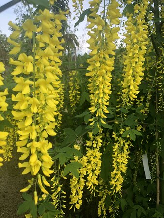 Laburnum wat. 'Vossii' - image 1