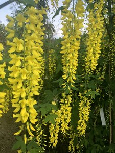 Laburnum wat. 'Vossii' - image 2