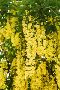 LABURNUM WATERII VOSSII