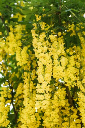 LABURNUM WATERII VOSSII - image 2