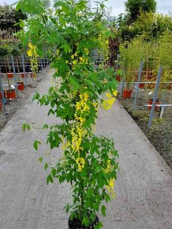 LABURNUM WATERII VOSSII