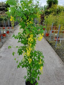 LABURNUM WATERII VOSSII