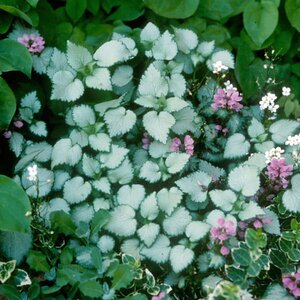 LAMIUM mac. Beacon Silver