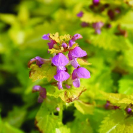 Lamium mac. 'Gold Nuggets'