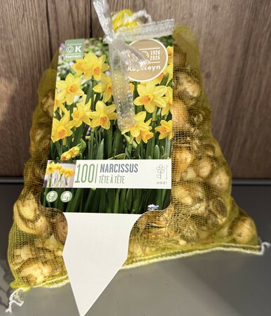 LANDSCAPE BAG NARCISSUS TETE A  TETE x100
