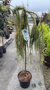 LARIX K. STIFF WEEPING