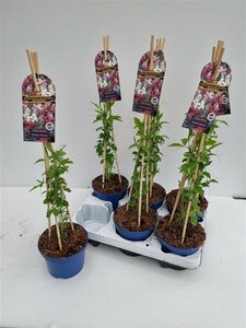 Lathyrus odoratus 3 cane pyr