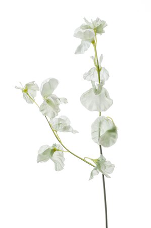 Lathyrus spray x2 50cm mint