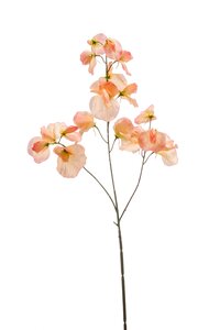 Lathyrus spray x3 peach 75cm