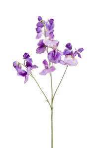 Lathyrus spray x3 purple 75cm