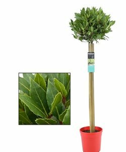 Laurus nob.stand.in red pot - image 2