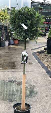 LAURUS NOBILIS 120cm stem 40cm head