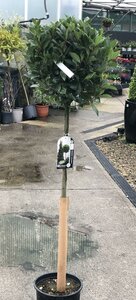 LAURUS NOBILIS 120cm stem 40cm head