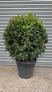 Laurus nobilis 50cm ball