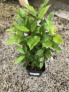 Laurus nobilis