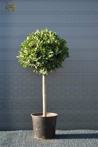 Laurus nobilis 50 ball