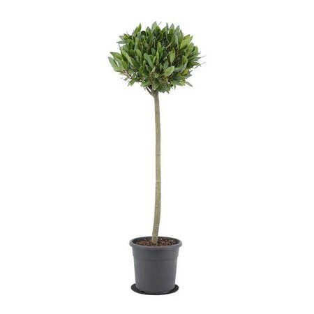 LAURUS NOBILIS 70cm stem