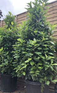 LAURUS nobilis Cone 60+