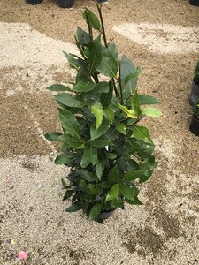 LAURUS nobilis Cone 80/90