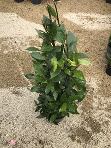 LAURUS nobilis     Cone    80/90