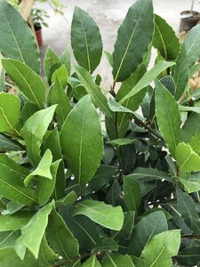Laurus nobilis / P25/130 total/40 ball - image 2