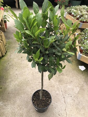 Laurus nobilis / P25/130 total/40 ball - image 2