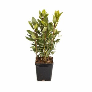 Laurus nobilis P9